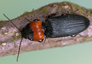 Randhalsiger Herzschild-Schnellkäfer (Cardiophorus ruficollis), 22.04.2022, Köln - Wahnerheide
