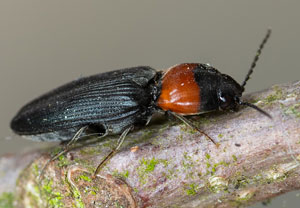 Randhalsiger Herzschild-Schnellkäfer (Cardiophorus ruficollis), 22.04.2022, Köln - Wahnerheide