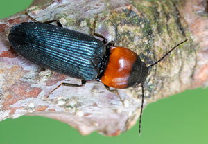 Randhalsiger Herzschild-Schnellkäfer (Cardiophorus ruficollis), 23.04.2022, Köln - Wahnerheide