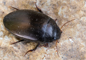Agabus bipustulatus, 27.04.2022, Niederzwehren
