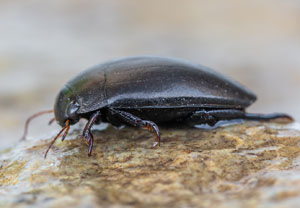 Agabus bipustulatus