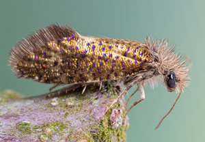 Dyseriocrania subpurpurella, 24.04.2022, Hürth