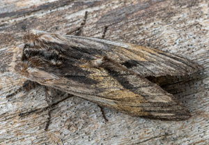 Pergamentspinner (Harpyia milhauseri), 29.04.2022, Hürth