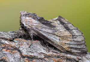 Pergamentspinner (Harpyia milhauseri), 29.04.2022, Hürth