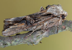 Holzrindeneule (Egira conspicillaris), 29.04.2022, Hürth