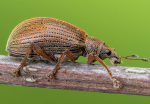 Kupfriger Glanzrüssler (Polydrusus mollis), 01.05.2022, Brühl