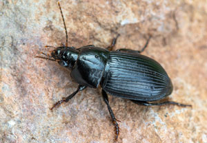 Harpalus serripes, 02.05.2022, Niederzissen, Bausenberg