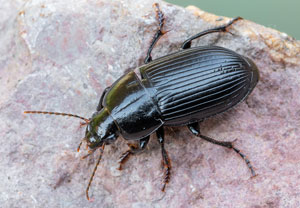 Harpalus serripes, 04.05.2022, Niederzissen, Bausenberg
