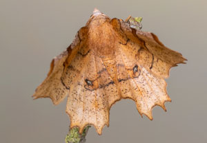Zweistreifiger Mondfleckspanner (Selenia lunularia), 02.05.2022, Hürth