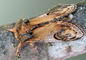 Zickzackspinner (Notodonta ziczac), 04.05.2022, Hürth