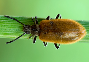 Früher Wollkäfer (Lagria atripes) &ndash; Foto 2