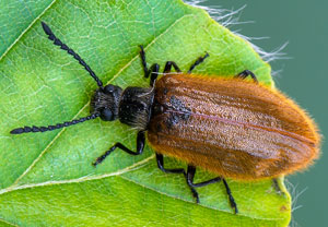 Früher Wollkäfer (Lagria atripes), 26.05.2019