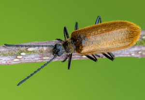 Früher Wollkäfer (Lagria atripes), 09.05.2022, Nörvenich