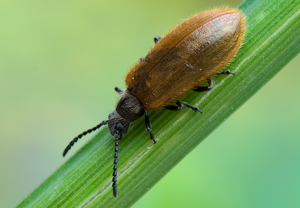 Früher Wollkäfer (Lagria atripes) &ndash; Foto 1
