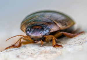 Punktierter Tauchschwimmer (Rhantus suturalis), 12.05.2022, Hürth