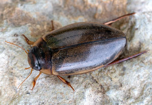 Punktierter Tauchschwimmer (Rhantus suturalis), 12.05.2022, Hürth
