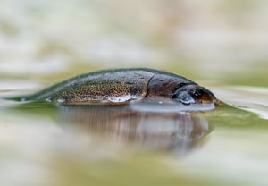 Punktierter Tauchschwimmer (Rhantus suturalis), 12.05.2022, Hürth