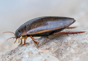 Punktierter Tauchschwimmer (Rhantus suturalis), 12.05.2022, Hürth