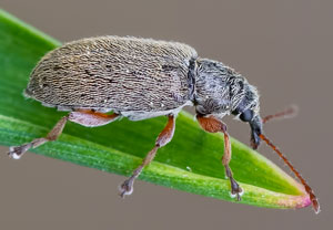 Kiefernblütenstandsrüßler  (Cimberis attelaboides), 12.05.2022, Hürth