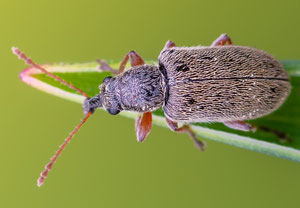 Kiefernblütenstandsrüßler  (Cimberis attelaboides), 12.05.2022, Hürth