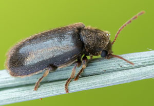 Dickfuß-Pochkäfer (Xestobium plumbeum), 09.05.2022, Nörvenich