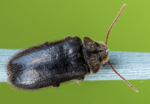 Dickfuß-Pochkäfer (Xestobium plumbeum), 09.05.2022, Nörvenich