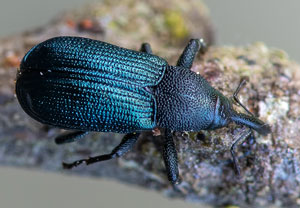 Stahlblauer Fichtentriebrüssler (Magdalis violacea), 15.05.2022, Jülich