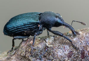 Stahlblauer Fichtentriebrüssler (Magdalis violacea), 15.05.2022, Jülich
