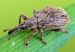 Hainbuchen-Spitzmausrüssler (Trichopterapion holosericeum)