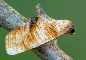 Hobelspanner (Plagodis dolabraria), 15.05.2022, Hürth