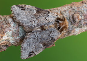 Schwarzeck-Zahnspinner (Drymonia obliterata)