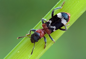 Ameisenbuntkäfer (Thanasimus formicarius)