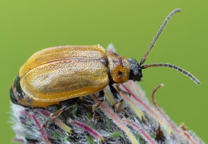 Braungelber Weidenblattkäfer (Lochmaea capreae), 15.05.2022, Monschau