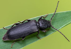 Brauner Fichtenbock (Tetropium fuscum), 21.05.2022, Jülich