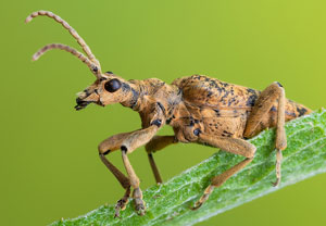 Eichen-Zangenbock (Rhagium sycophanta), 29.05.2022, Nörvenich