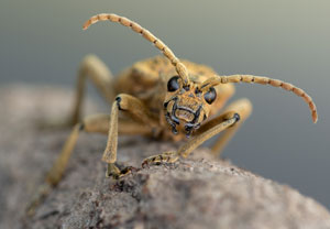 Eichen-Zangenbock (Rhagium sycophanta), 30.05.2022, Nörvenich