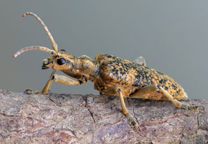 Eichen-Zangenbock (Rhagium sycophanta), 30.05.2022, Nörvenich