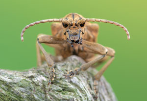 Eichen-Zangenbock (Rhagium sycophanta), 07.06.2022, Nörvenich