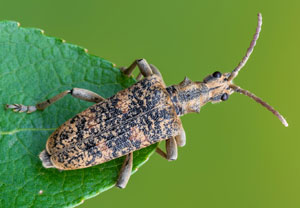 Eichen-Zangenbock (Rhagium sycophanta), 30.05.2022, Nörvenich