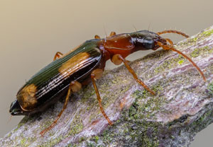 Vierfleck-Rindenläufer (Dromius quadrimaculatus), 30.05.2022, Nörvenich