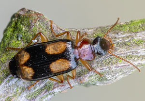 Vierfleck-Rindenläufer (Dromius quadrimaculatus)
