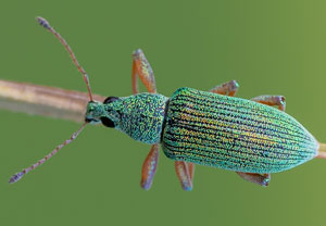 Seidiger Glanzrüssler (Polydrusus formosus), 10.06.2023, Nörvenich