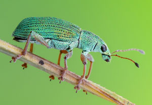 Seidiger Glanzrüssler (Polydrusus formosus), 10.06.2023, Nörvenich
