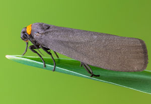Rotkragen-Flechtenbärchen (Atolmis rubricollis), 03.06.2022, Hürth