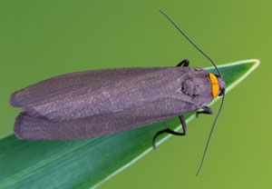 Rotkragen-Flechtenbärchen (Atolmis rubricollis), 03.06.2022, Hürth