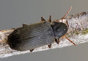 Anobium fulvicorne, 31.05.2022, Nörvenich