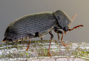 Anobium fulvicorne, 31.05.2022, Nörvenich