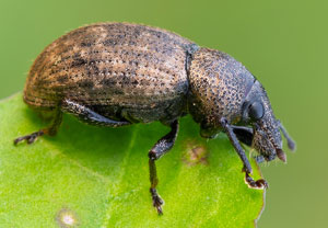 Barynotus obscurus, 21.07.2021, Dursztyn