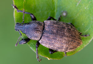 Barynotus obscurus, 21.07.2021, Dursztyn
