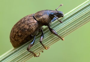 Barynotus obscurus – Foto 1